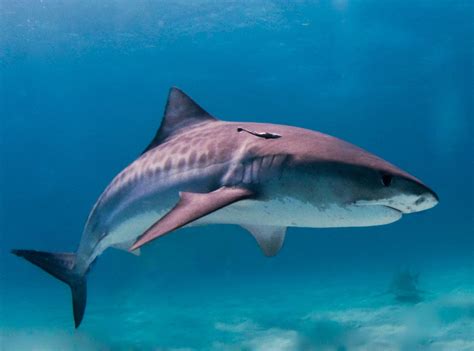 do sharks swim at night? exploring the mystery of nocturnal shark behavior