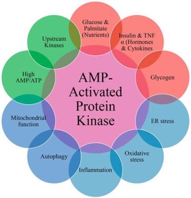 what is the function of protein kinase